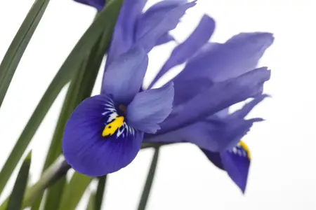 Iris versicolor - P9 - image 2