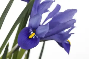 Iris versicolor - P9 - image 2