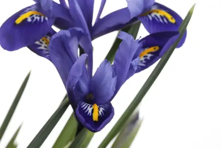 Iris versicolor - P9 - image 4
