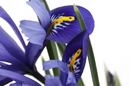 Iris versicolor - C1 - image 1