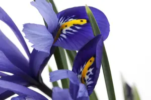 Iris versicolor - C1 - image 5