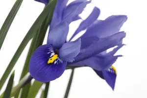 Iris versicolor - C1 - image 2
