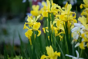 Iris versicolor - C1 - image 5