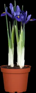 Iris versicolor - 2 Ltr pot - image 5