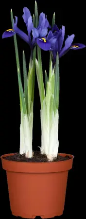 Iris versicolor - P9 - image 5