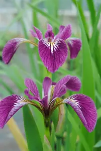 Iris versicolor 'Kermesina'