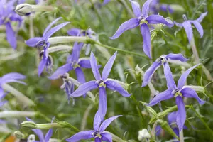 Isotoma fluv. 'Blue Star'