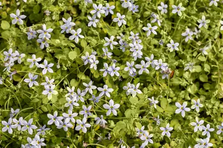 Isotoma fluv. 'Blue Star' - 2 Ltr pot - image 4