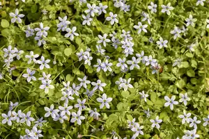 Isotoma fluv. 'Blue Star' - 2 Ltr pot - image 4