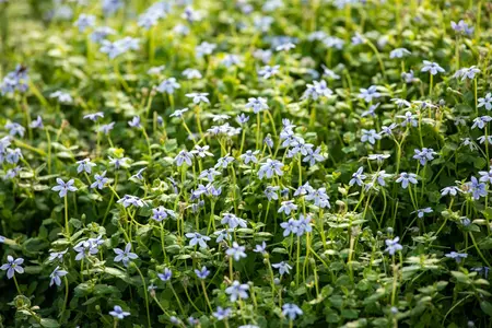 Isotoma fluv. 'Blue Star' - 2 Ltr pot - image 5