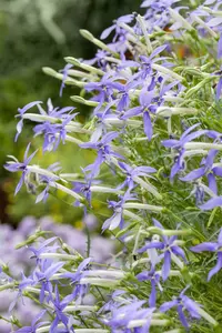 Isotoma fluviatilis - PLUG/CELGROWN 104 CEL TRAY - image 2