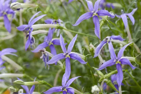 Isotoma fluviatilis - 2 Ltr pot - image 1