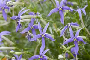 Isotoma fluviatilis