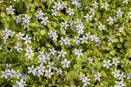 Isotoma fluviatilis - 2 Ltr pot - image 4