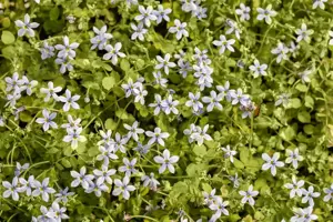Isotoma fluviatilis - 2 Ltr pot - image 4