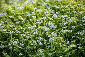 Isotoma fluviatilis - 2 Ltr pot - image 5