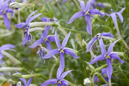 Isotoma fluviatilis - PLUG/CELGROWN 100 CEL TRAY - image 1