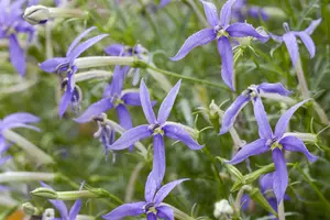 Isotoma fluviatilis