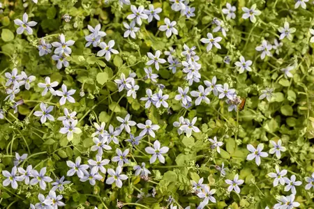 Isotoma fluviatilis - PLUG/CELGROWN 100 CEL TRAY - image 4