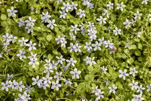 Isotoma fluviatilis - PLUG/CELGROWN 100 CEL TRAY - image 4