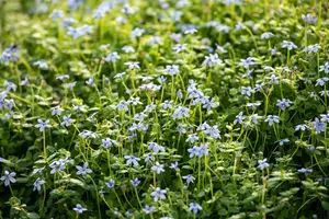 Isotoma fluviatilis - PLUG/CELGROWN 104 CEL TRAY - image 5