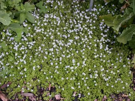 Isotoma fluviatilis - 2 Ltr pot - image 3