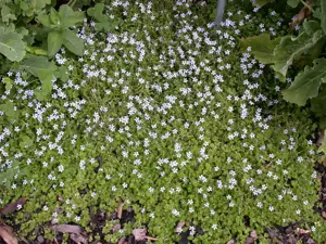 Isotoma fluviatilis - 2 Ltr pot - image 3