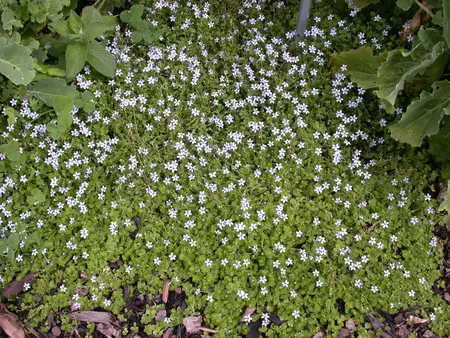 Isotoma fluviatilis - PLUG/CELGROWN 100 CEL TRAY - image 3
