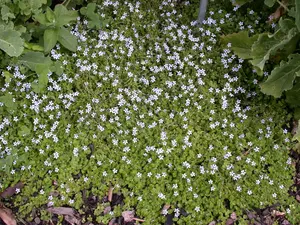 Isotoma fluviatilis - PLUG/CELGROWN 100 CEL TRAY - image 3