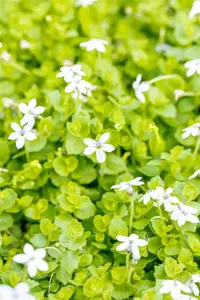 Isotoma fluviatilis 'Dark Blue' - 1.5 Ltr pot - image 2