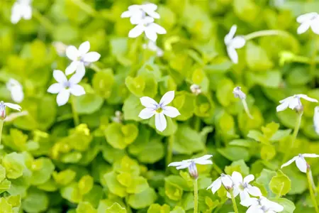 Isotoma fluviatilis 'Dark Blue' - P9 - image 1
