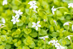 Isotoma fluviatilis 'Dark Blue' - PLUG/CELGROWN 100 CEL TRAY - image 1
