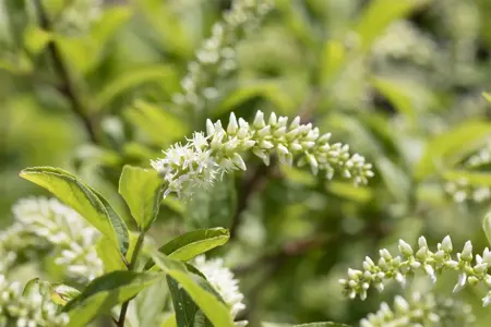 Itea 'Scentlove'? - 40-50 CM C10 - image 1