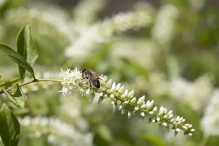 Itea 'Scentlove'? - 40-50 CM C10 - image 2