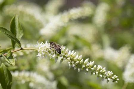 Itea 'Scentlove'? - 30-40 CM C3 - image 2