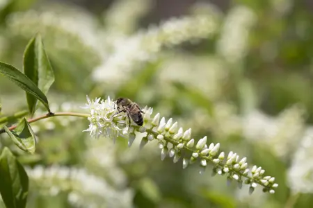 Itea virg. 'Henry's Garnet' - 30-40 CM C2.5 - image 2