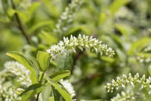 Itea virginica