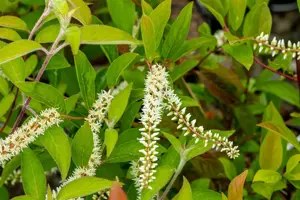 Itea virginica - 30-40 CM C3 - image 2