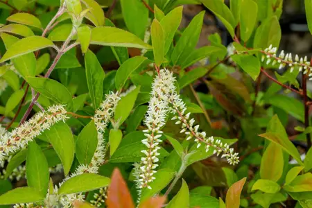 Itea virginica - 30-40 CM C3 - image 3