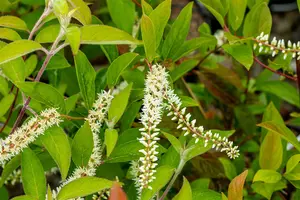 Itea virginica - 3 Ltr pot - image 2