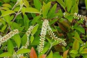 Itea virginica - 3 Ltr pot - image 3