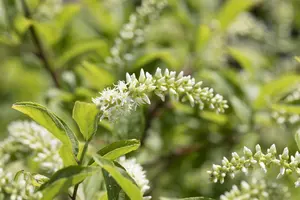 Itea virginica 'Love Child'