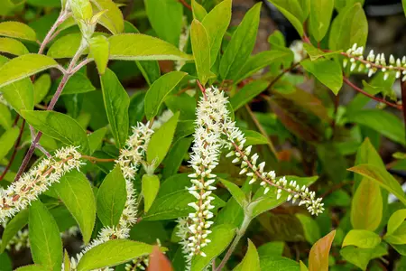 Itea virginica 'Love Child' - P10.5 - image 2