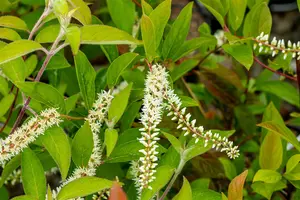 Itea virginica 'Love Child' - P10.5 - image 2
