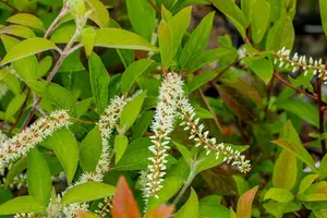 Itea virginica 'Love Child' - P10.5 - image 3