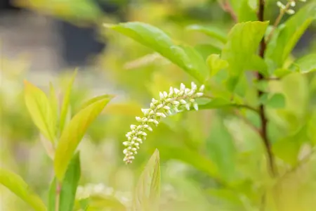 Itea virginica 'Love Child' - P10.5 - image 4