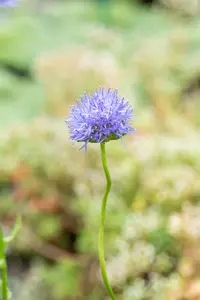 Jasione laevis 'Blue Light'