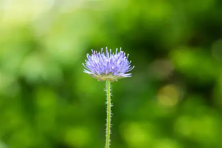 Jasione laevis 'Blue Light' - P9 - image 2