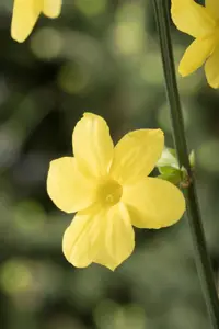 JASMINUM NUDIFLORUM 4.5L - image 4