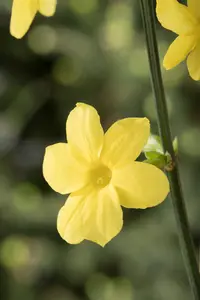 Jasminum nudiflorum - 100-125 CM C7.5 - image 4